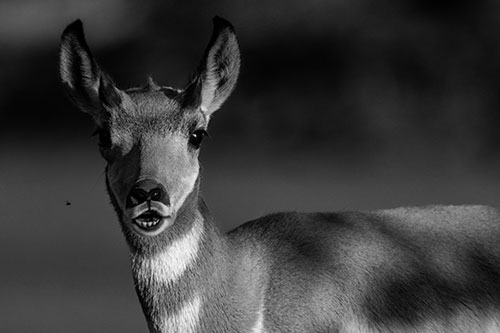 Open Mouthed Pronghorn Gazes In Shock (Gray Photo)