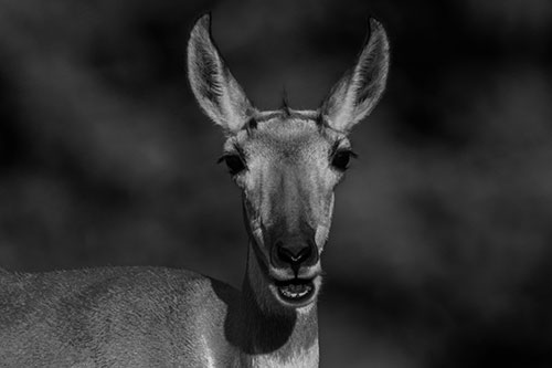 Open Mouthed Pronghorn Spots Intruder (Gray Photo)