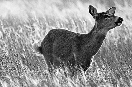 Open Mouthed White Tailed Deer Among Wheatgrass (Gray Photo)