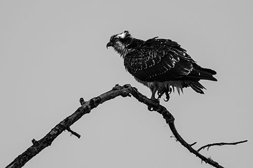 Osprey Hawk Balancing Among Bending Tree Branch (Gray)