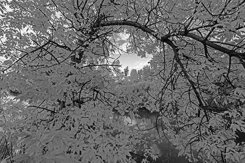 Overlooking River Through Bending Leaf Covered Autumn Tree Branch (Gray)