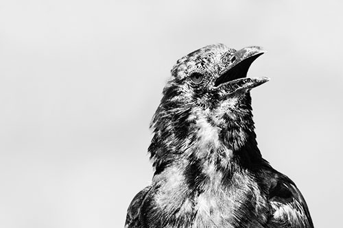Panting Open Mouthed Crow Cooling Down Among Heat (Gray)