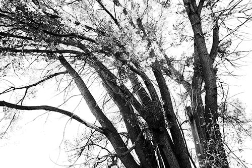 Partially Dead Fall Tree Trunks (Gray Photo)