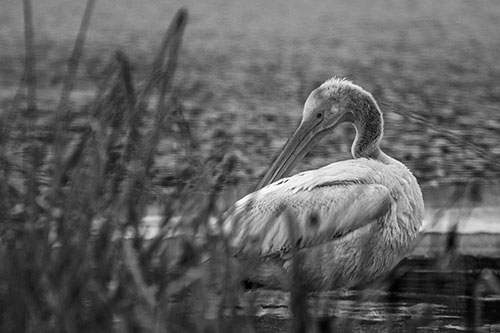 Pelican Grooming Beyond Water Reed Grass (Gray Photo)