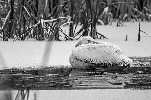 Pelican Resting Atop Ice Frozen Lake (Gray Photo)
