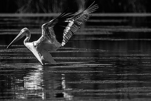 Pelican Takes Flight Off Lake Water (Gray Photo)