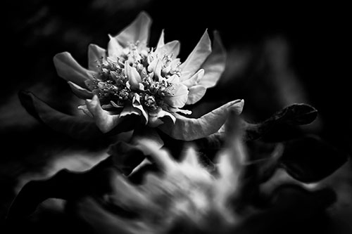 Peony Flower In Motion (Gray Photo)