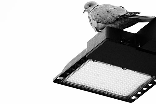 Perched Collared Dove Atop Light Pole (Gray Photo)