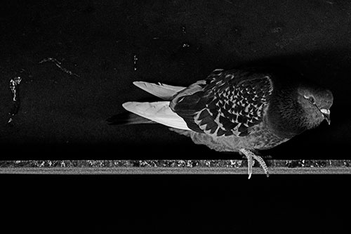 Pigeon Crouching On Steel Beam (Gray Photo)