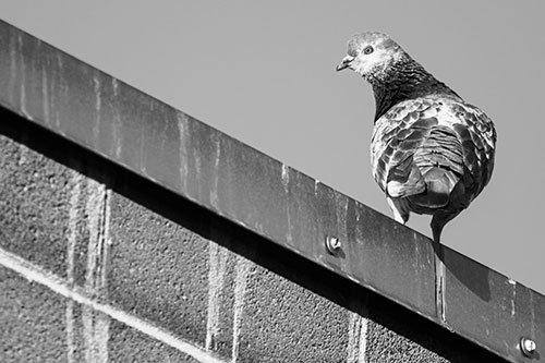 Pigeon Glances Backwards Atop Metal Roof Ledge (Gray)