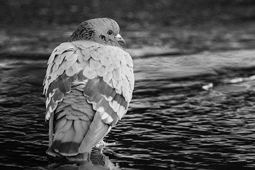 Pigeon Glancing Backwards Among River Water (Gray Photo)