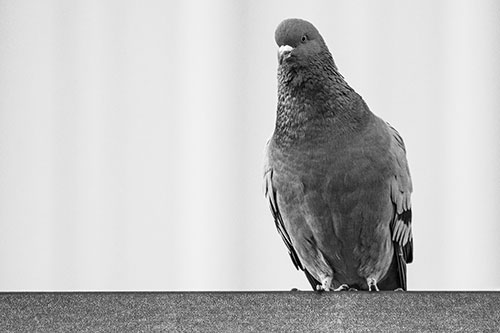Pigeon Keeping Watch Atop Metal Roof Ledge (Gray Photo)