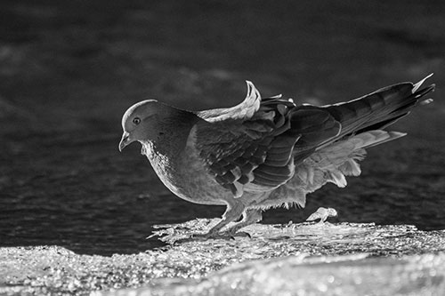 Pigeon Peeking Over Frozen River Ice Edge (Gray Photo)