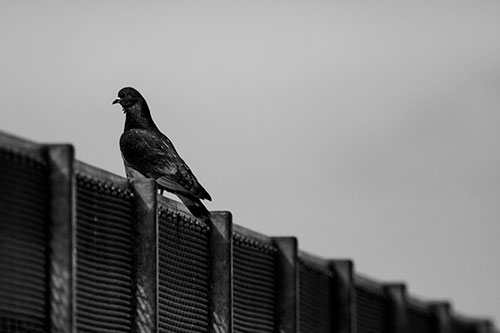 Pigeon Standing Atop Steel Guardrail (Gray Photo)