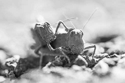 Piggybacking Grasshopper Goes For Ride (Gray Photo)