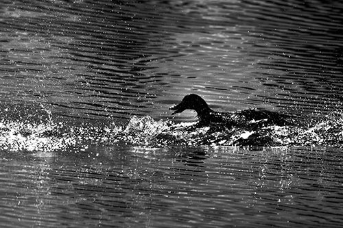 Playful Mallard Duck Gets Splashed Among Lake Horizon (Gray)