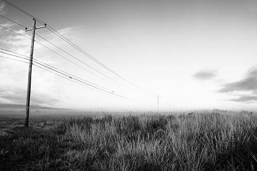 Powerlines Descend Among Foggy Prairie (Gray Photo)