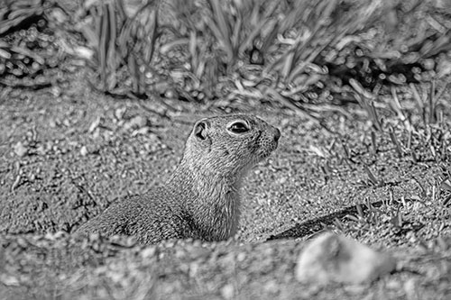 Prairie Dog Emerges From Dirt Tunnel (Gray Photo)