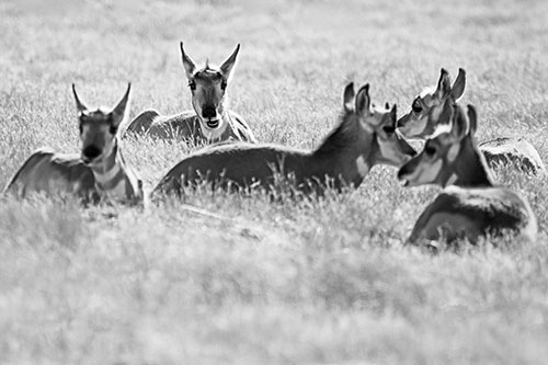 Pronghorn Herd Rest Among Grass (Gray Photo)