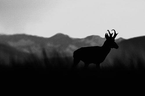 Pronghorn Silhouette Across Mountain Range (Gray Photo)