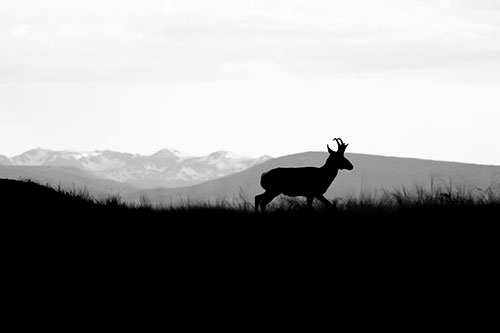 Pronghorn Silhouette On The Prowl (Gray Photo)