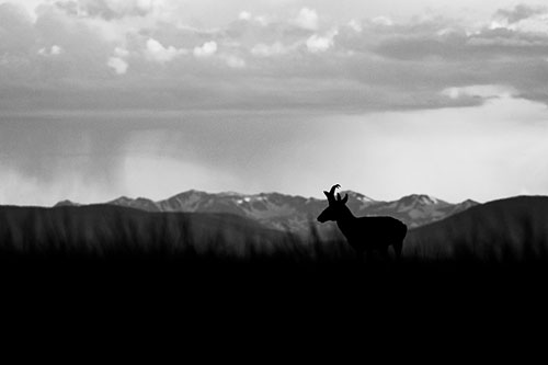 Pronghorn Silhouette Overtakes Stormy Mountain Range (Gray Photo)