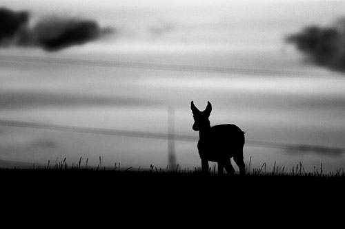 Pronghorn Silhouette Watches Sunset Atop Grassy Hill (Gray Photo)
