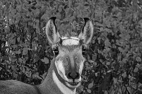 Pronghorn Snacking Among Autumn Leaves (Gray)
