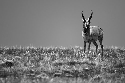 Pronghorn Standing Along Grassy Horizon (Gray Photo)