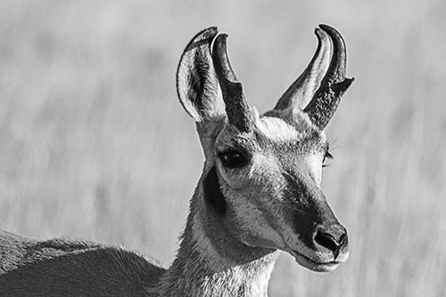 Pronghorn Watching Surroundings Among Sunlight (Gray)