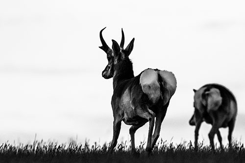 Pronghorns Begin Sprinting Towards Herd (Gray Photo)