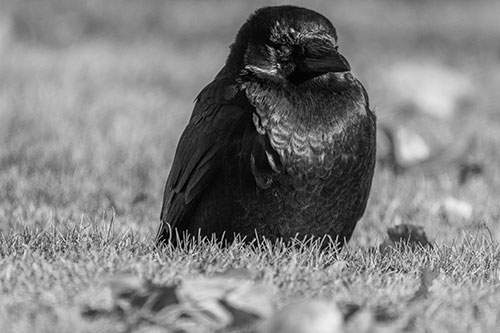 Puffy Crow Standing Guard Among Leaf Covered Grass (Gray Photo)
