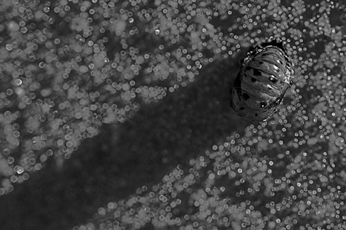 Pupa Convergent Lady Beetle Casts Shadow Among Sparkles (Gray Photo)