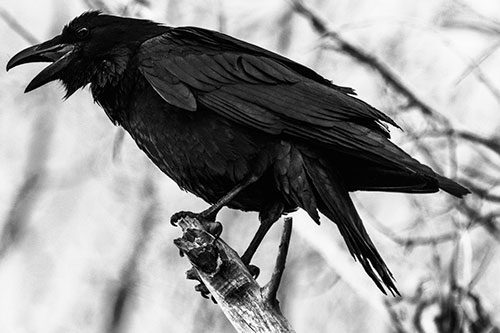 Raven Croaking Among Tree Branches (Gray Photo)