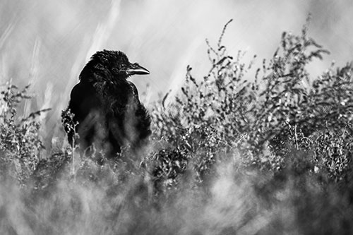 Raven Glancing Sideways Among Plants (Gray Photo)