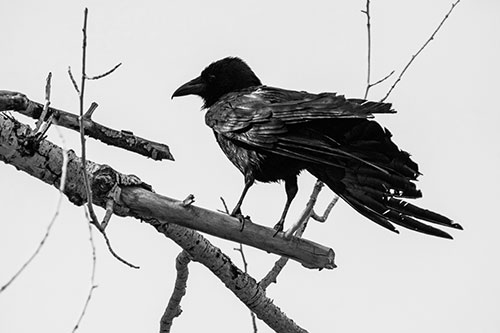 Raven Grips Onto Broken Tree Branch (Gray Photo)