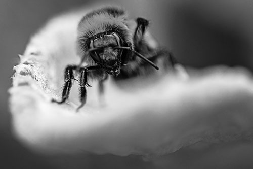 Red Belted Bumble Bee Crawling Flower Petal Edge (Gray Photo)