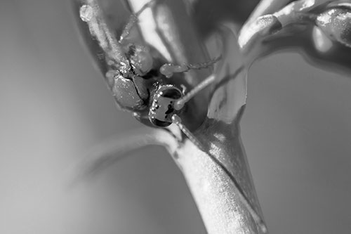 Red Wasp Crawling Down Flower Stem (Gray Photo)