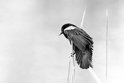 Red Winged Blackbird Clasping Onto Sticks (Gray Photo)