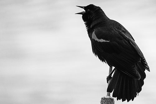 Red Winged Blackbird Singing Atop Cattail Branch (Gray)