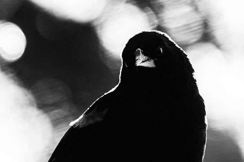 Red Winged Blackbird Tilting Head Among Sunlight (Gray Photo)