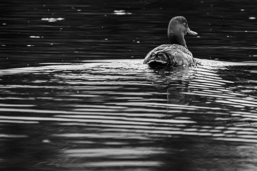 Redhead Duck Swimming Across Water (Gray Photo)