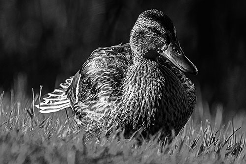 Rested Mallard Duck Rises To Feet (Gray Photo)