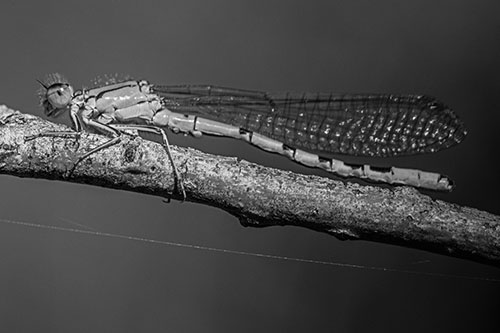Resting Damselfly Spread Across Branch (Gray)