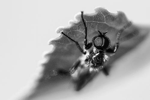 Resting March Fly Seeks Shade Beneath Leaf Petal (Gray)