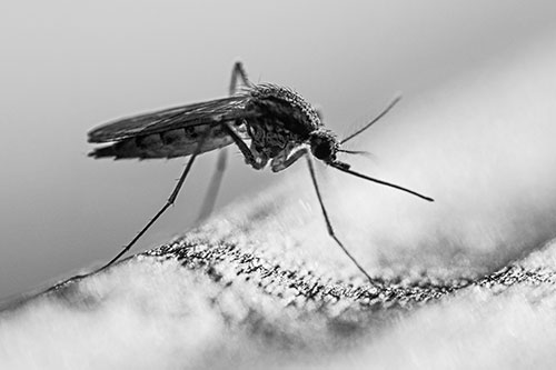 Resting Mosquito Awaits Warmth Among Sunlight (Gray)