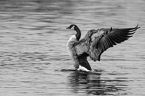 Rising Canadian Goose Spreading Wings Among Lake Top (Gray)