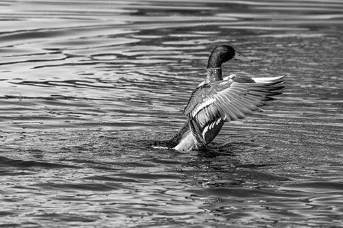 Rising Mallard Duck Flapping Wings Among Rippling Water (Gray)