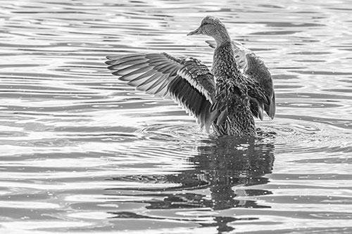 Rising Mallard Duck Flaps Wings Atop Lake (Gray)