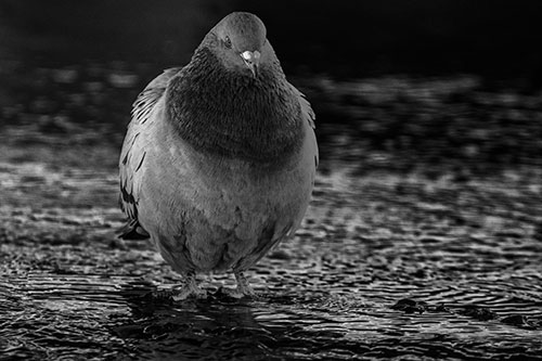 River Standing Pigeon Watching Ahead (Gray Photo)